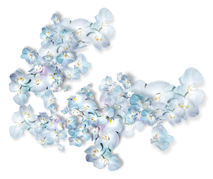 ✿*ﾟBlue flowers