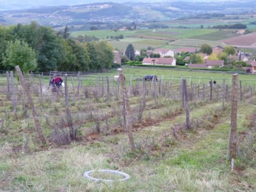 Pose du 1er fil dans les pinots noirs