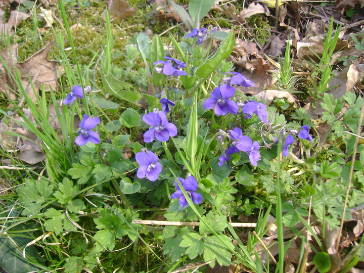 LES FLEURS CHAMPETRES DU PRINTEMPS.