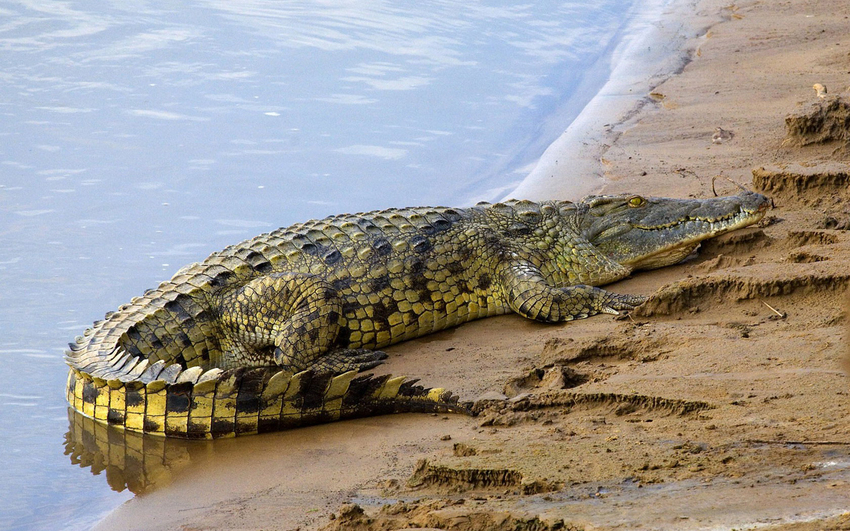 5 images de Reptiles