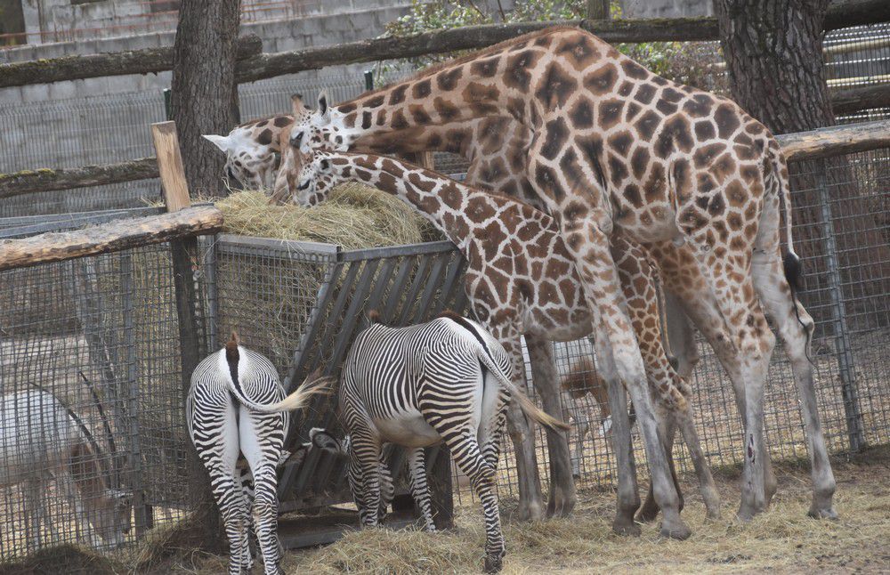 Les girafes, au zoo de La Teste...