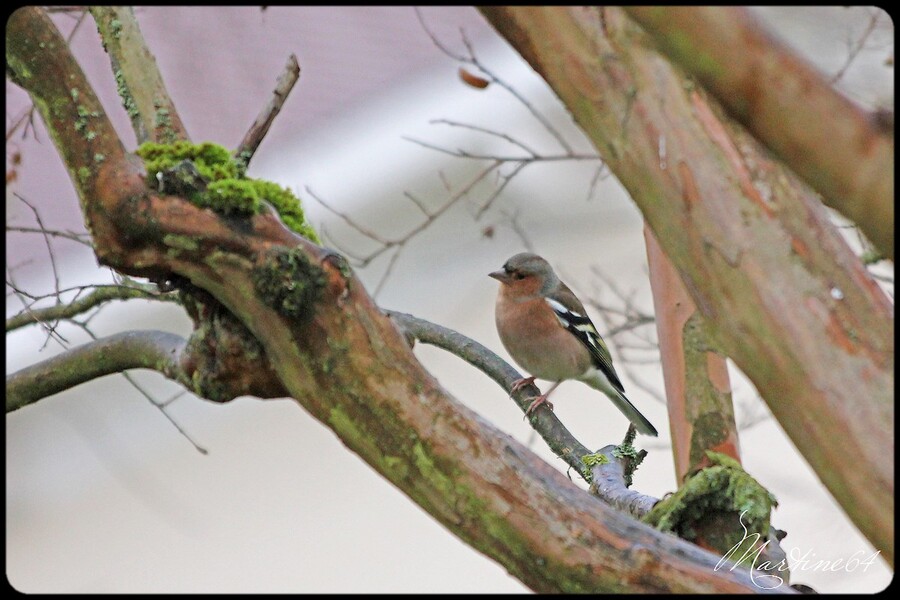 Le pinson des arbres ( 2 )