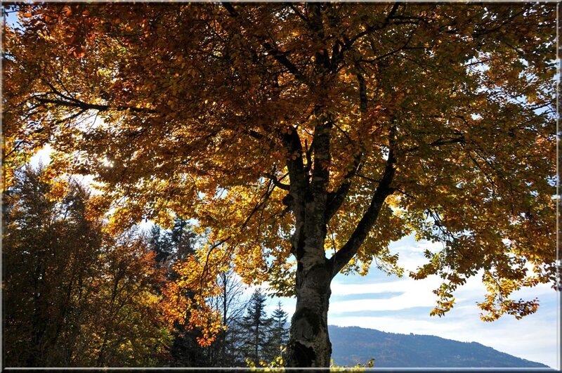 Automne haut-savoyard