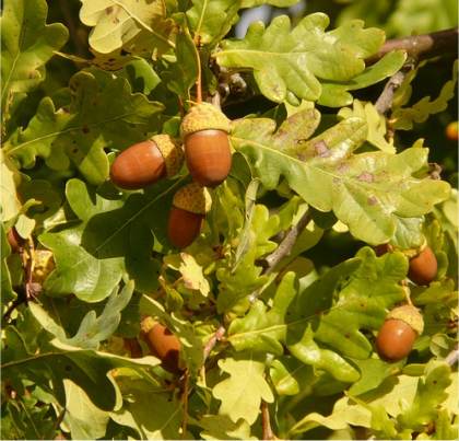 Photo de feuilles de Chêne pédonculé - Quercus robur