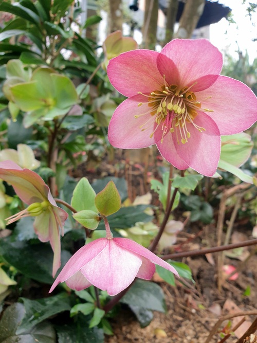 L'Hellebore