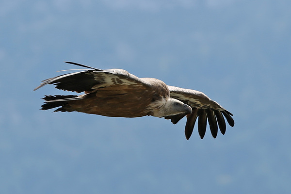 Mobilisez-vous pour le Vautour fauve !