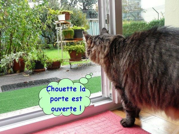 pluie-et-chats-01.JPG