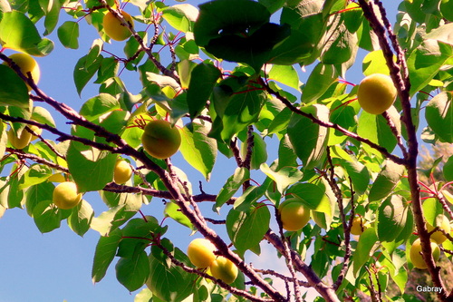 Le 14 juillet 2016, abricots & pluie !