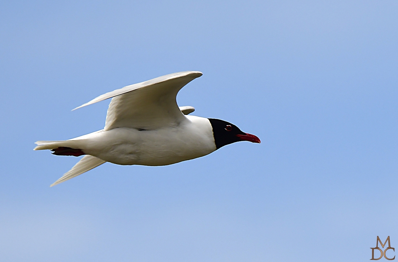 Mouette mélanocéphale