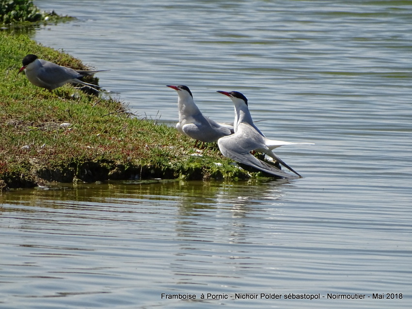 Oiseaux du polder Sébastopol à Noirmoutier 