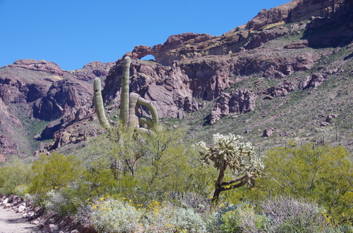 Jour 13 - Organ Pipe Cactus National Monument Arizona