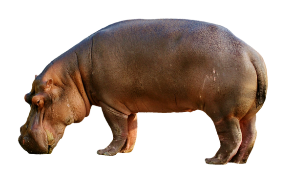 Tube Hippopotame