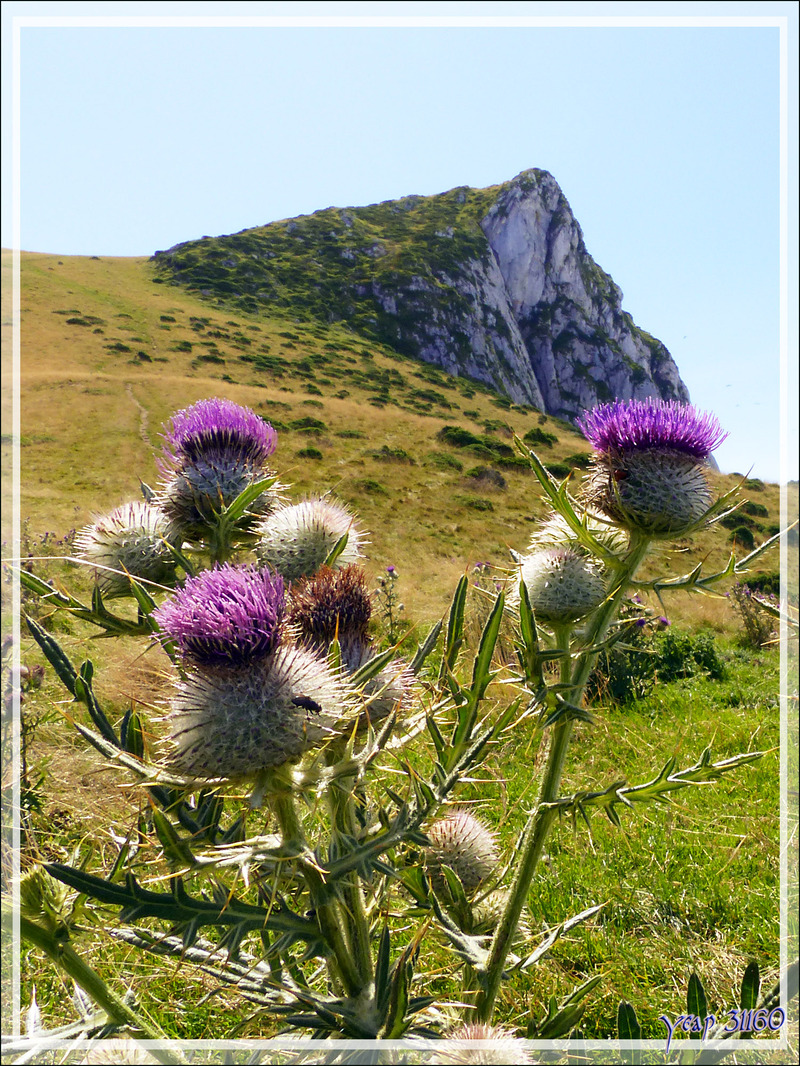 Cirse ou Chardon laineux (cirsium eriophorum) sur fond du Pic Saillant - Massif du Gar - 31