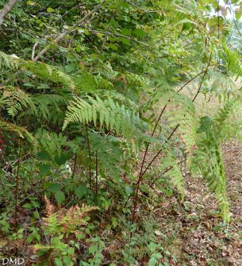 Pteridium aquililnum - fougère aigle