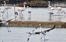 Promenade ornithologique...