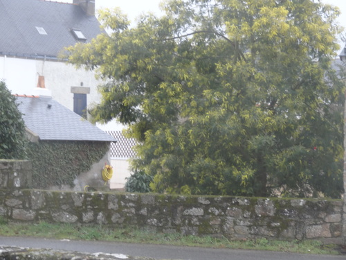 Le mimosa le long des sentiers et des jardins bretons