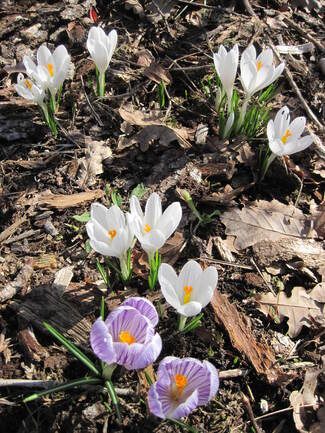 Le printemps frémit dans les jardins landais.