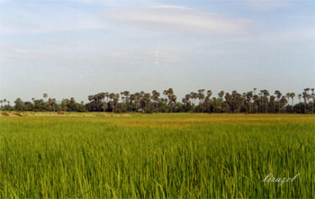 Cambodge : photo rizière, 2001
