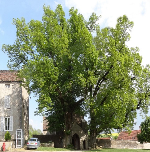 Arbres remarquables