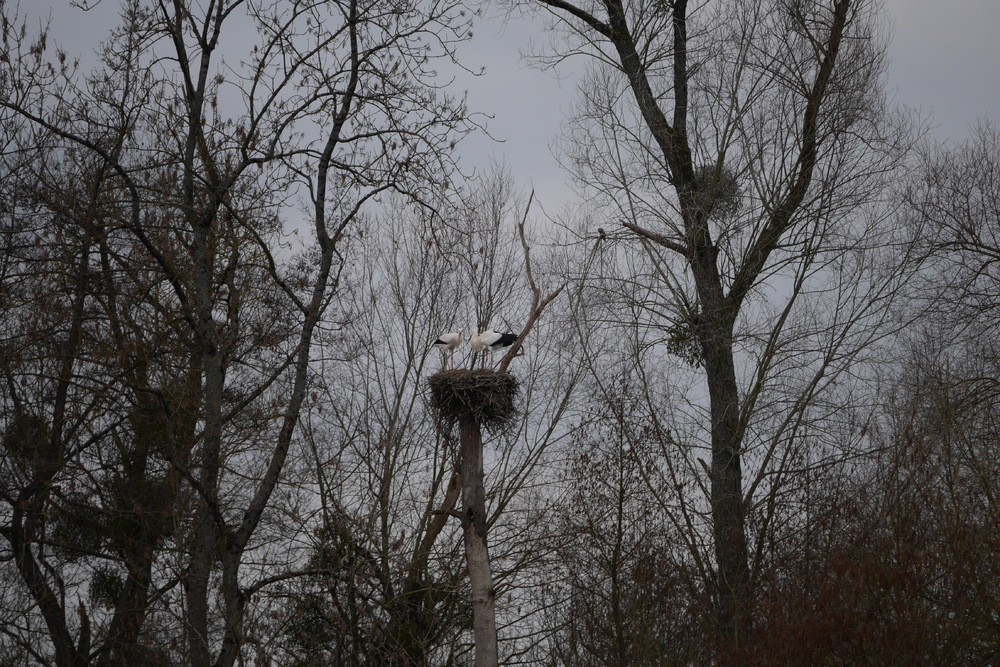 Cigognes et cormorans