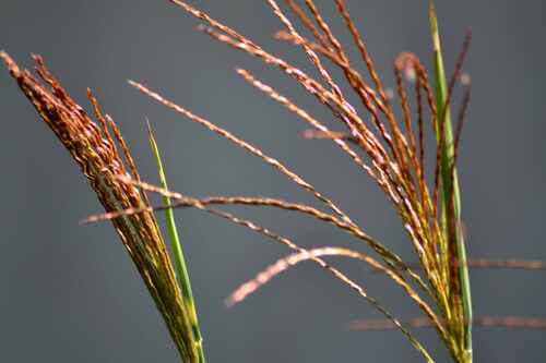 Miscanthus sinensis strictus