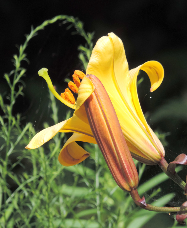 Abécédaire de mon jardin en ville...