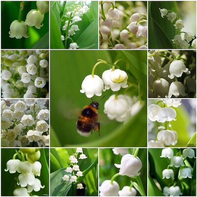 Muguet