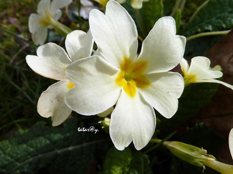 Fleurs printanières.