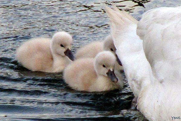 Famille cygne4