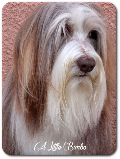 Hommage à Bimbo, cousine d' Athos & Cheyenne 