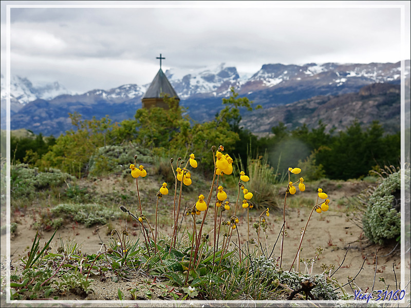 Petite pantoufle (Calceolaria corymbosa) - Estancia Cristina - Lago Argentino - Patagonie - Argentine