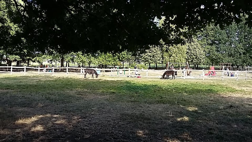 Le parc des bordes - les ânes