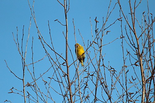 oiseaux-du-ciel--1-.JPG