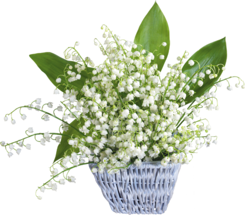 Fleurs Muguet dans vases