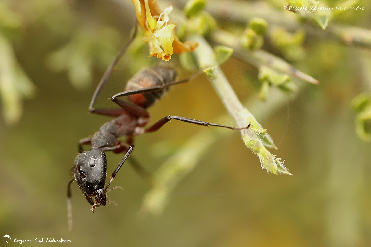 Fourmi Camponotus cruentatus