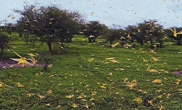 Invasion de criquets en Afrique