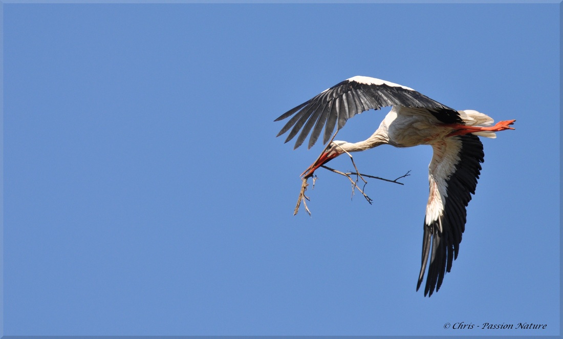 Cigogne blanche