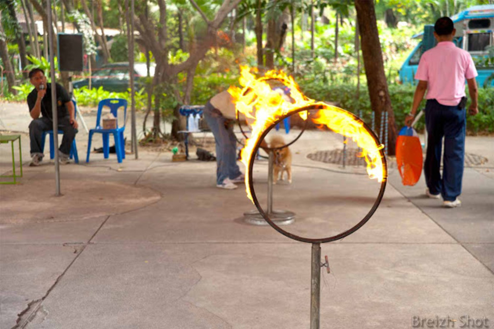  Dusit, un zoo au coeur de Bangkok -  Un spectacle canin 