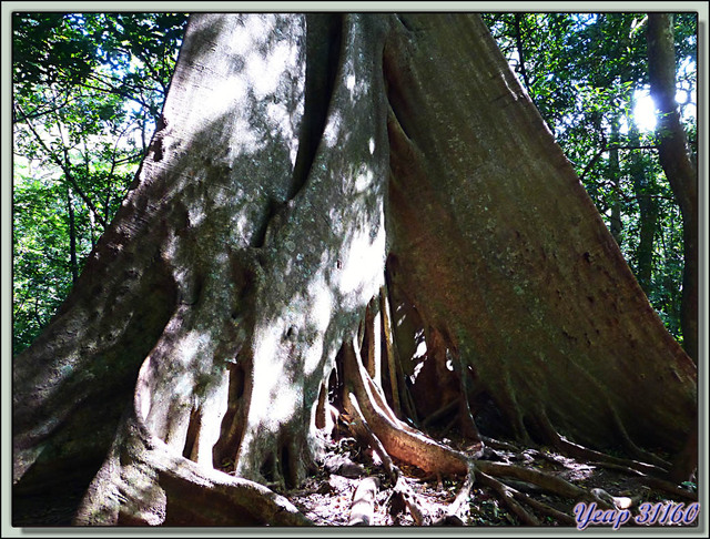 Blog de images-du-pays-des-ours : Images du Pays des Ours (et d'ailleurs ...), Arbre remarquable dans la forêt humide (rain forest) - Rincon de la Vieja - Costa -Rica