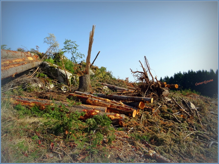 L'enrésinement de nos forêts en cataclysme apocalyptique