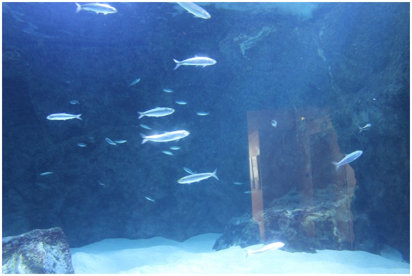 Aquarium de Biarritz-03