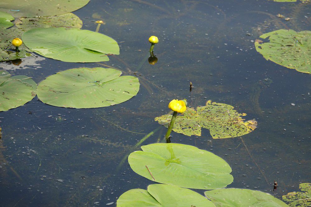 Demoiselles bleues et nénuphars jaunes...