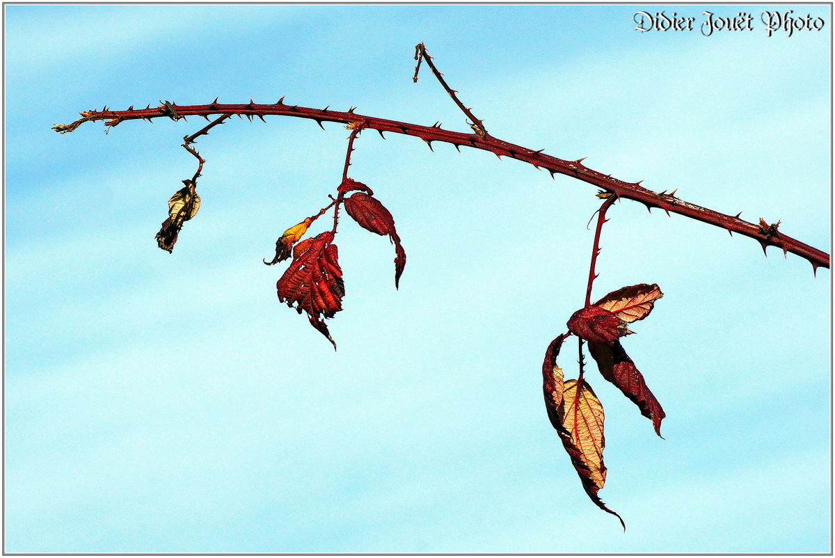 Ronce (2) -  Rubus fruticosus