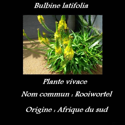 Bulbine latifolia