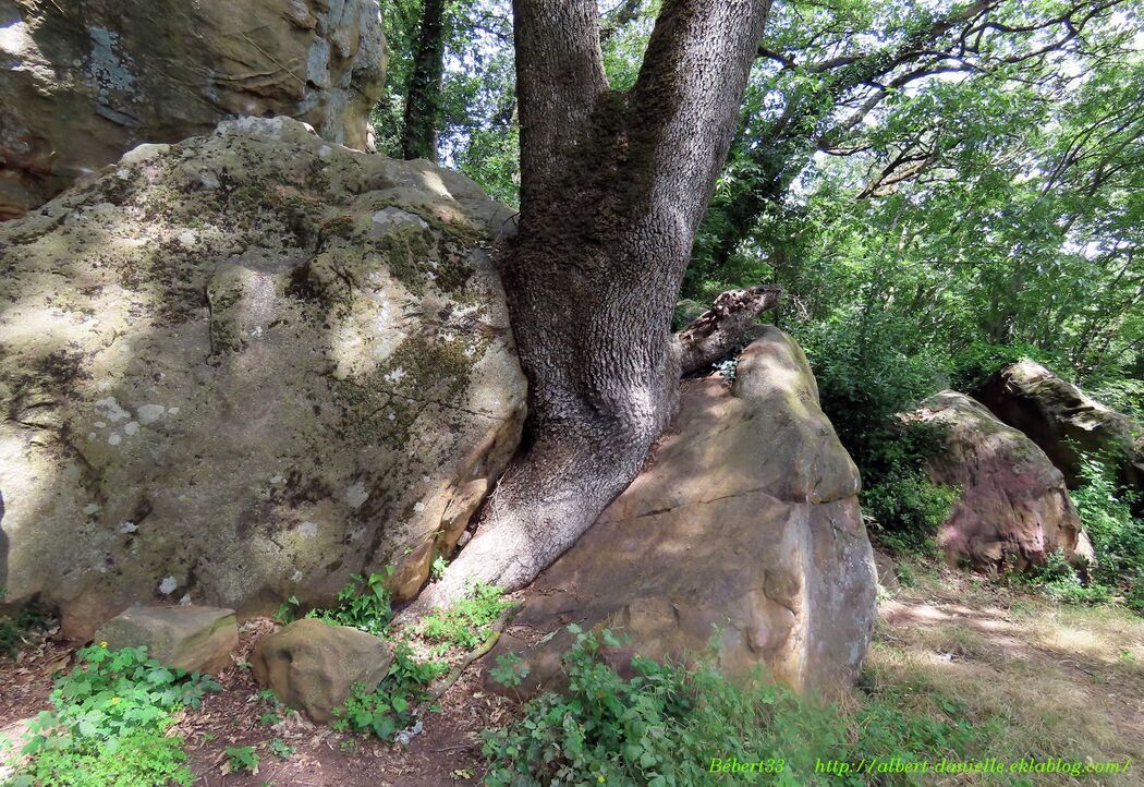 l'étang de la Capelle dans le Gard