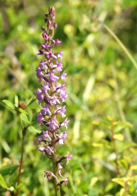 orchis-moucheron-ourches.jpg