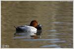 Oiseaux Variés 3 (Photos Laurent)
