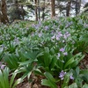 Scille lis-jacinthe ou jacinthe des Pyrénées (Tractema lilio-hyacinthus)