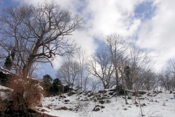 R4 - Arbres dans le ciel