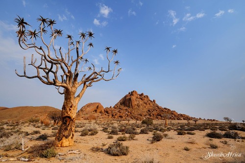 Richtersveld NP, Kokerbloomklooof